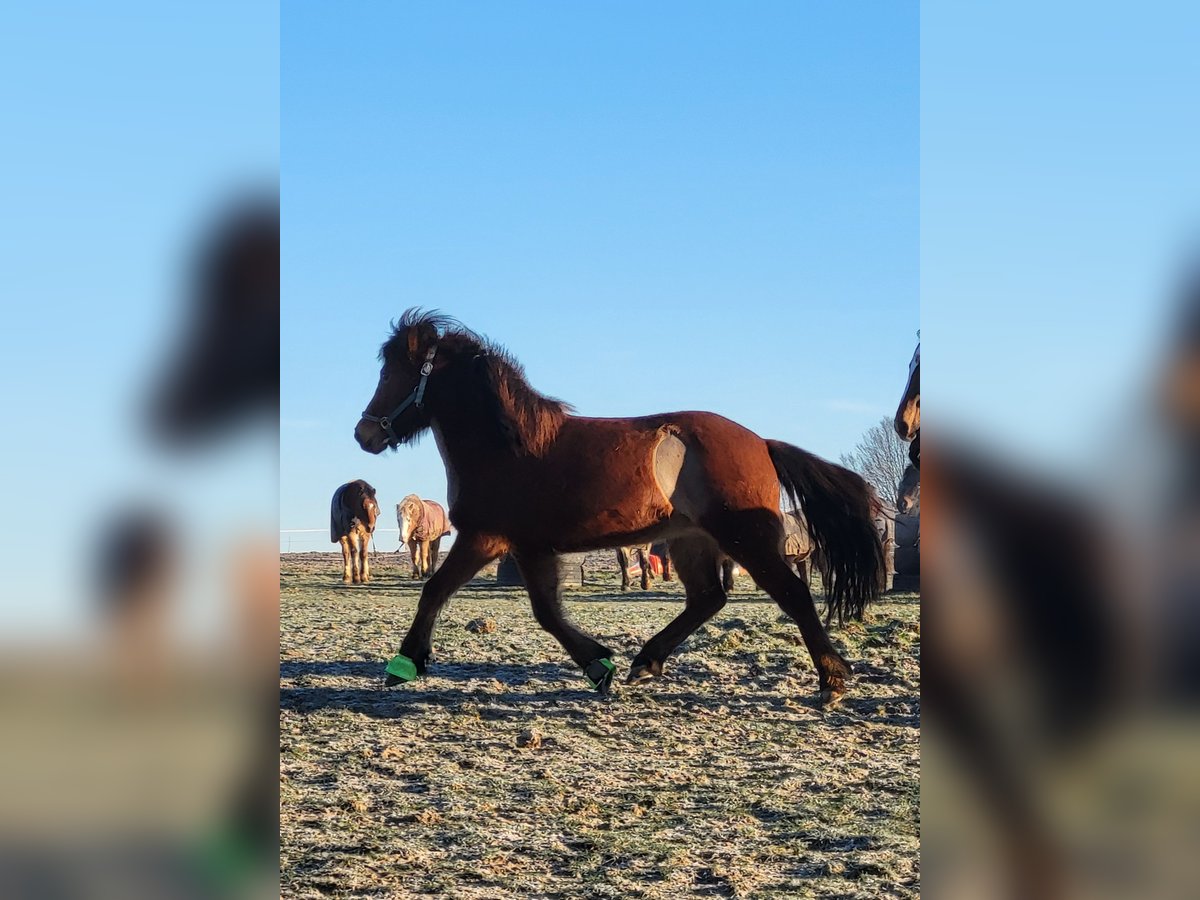 Islandpferd Stute 11 Jahre 138 cm Brauner in K&#xFC;rten