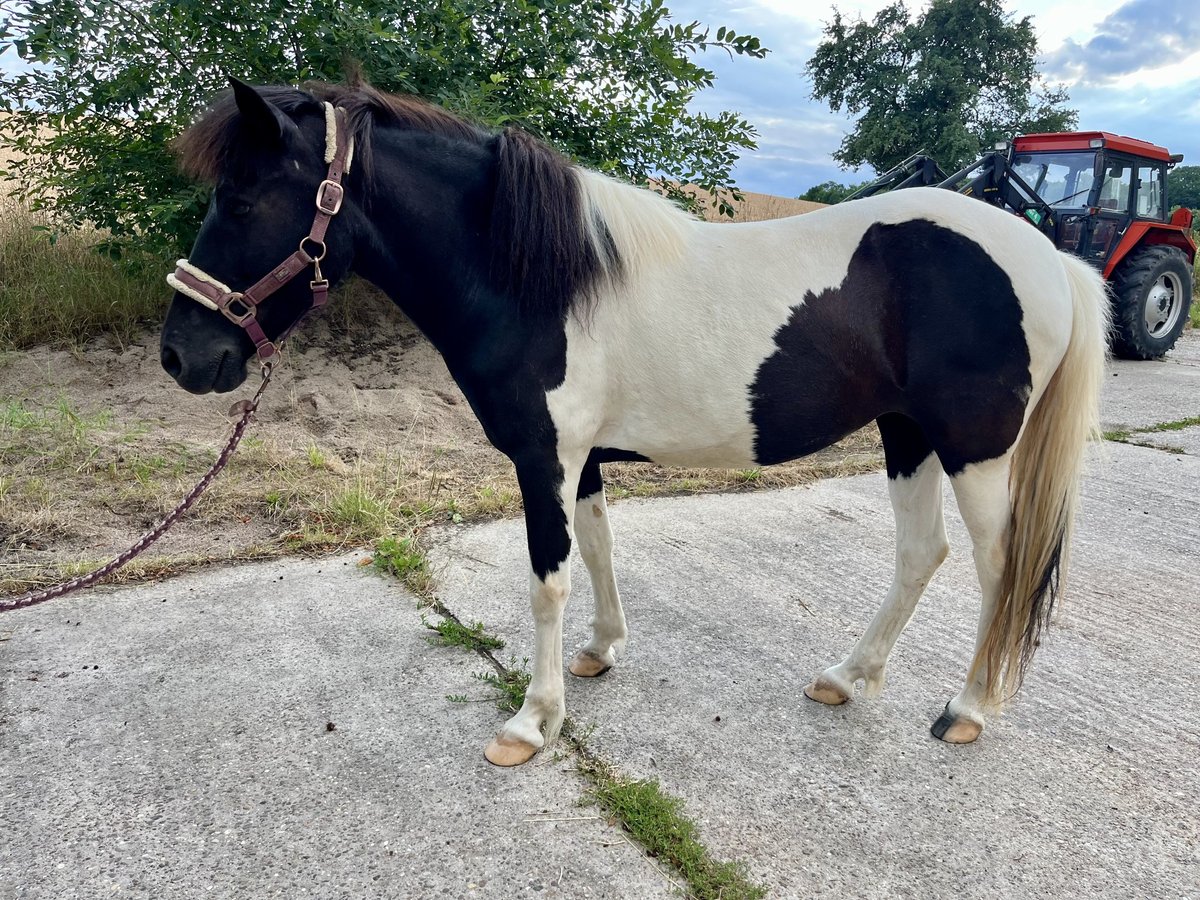 Islandpferd Stute 11 Jahre 138 cm Schecke in Kraichtal