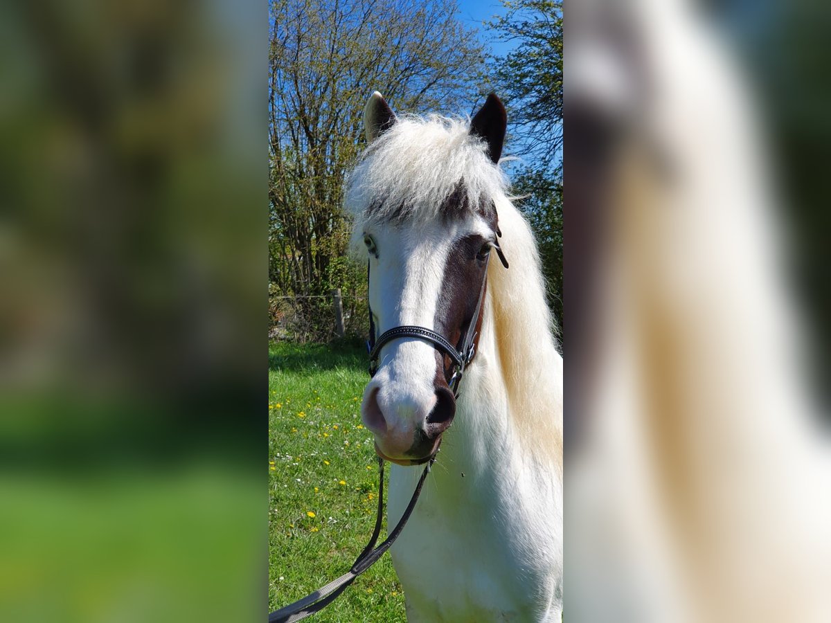 Islandpferd Stute 11 Jahre 138 cm Schecke in Westerstetten