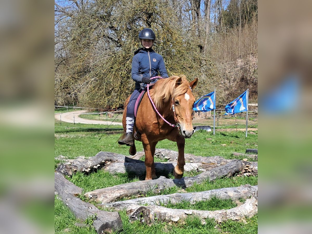 Islandpferd Mix Stute 11 Jahre 142 cm Fuchs in Bayerbach
