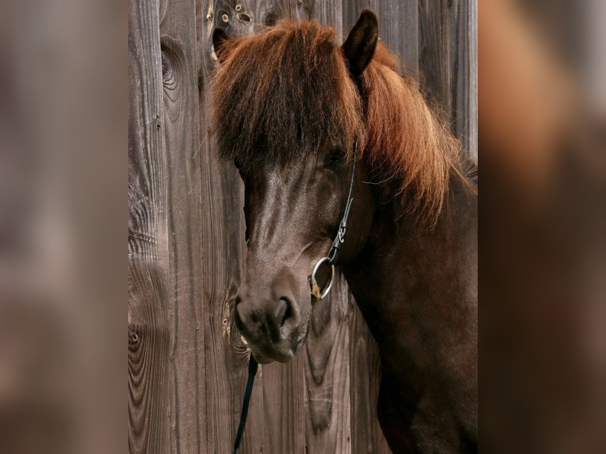 Islandpferd Stute 11 Jahre 143 cm Rappe in Ober-M&#xF6;rlen