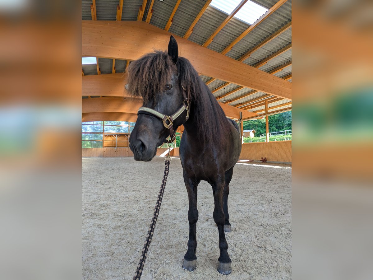 Islandpferd Stute 11 Jahre 144 cm Rappe in Steinau an der Stra&#xDF;e