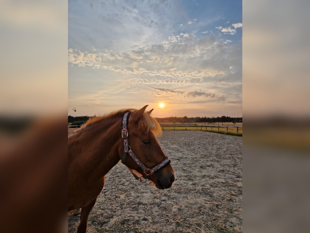 Islandpferd Stute 12 Jahre 133 cm Fuchs in Amrum