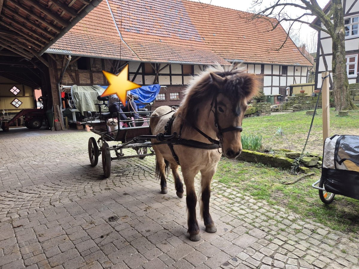 Islandpferd Stute 12 Jahre 135 cm Falbe in Hofgeismar