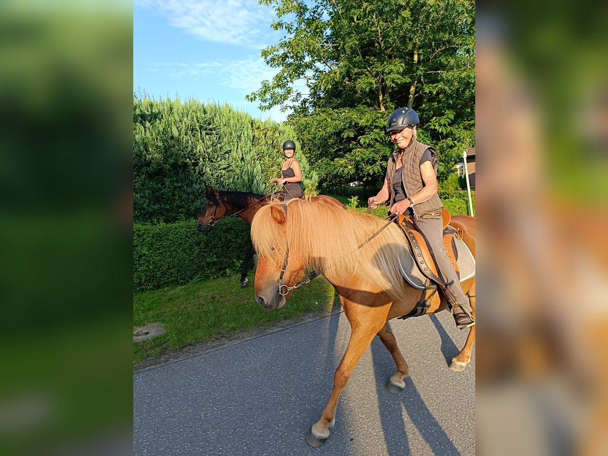 Islandpferd Stute 12 Jahre 136 cm Fuchs in Ostenfeld