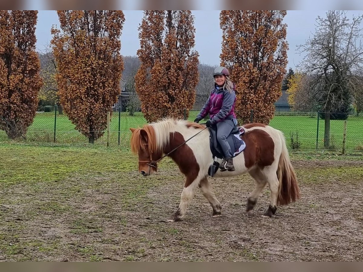 Islandpferd Stute 12 Jahre 137 cm Schecke in Viersen