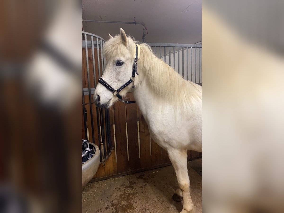 Islandpferd Stute 12 Jahre 137 cm Schimmel in Schweibern