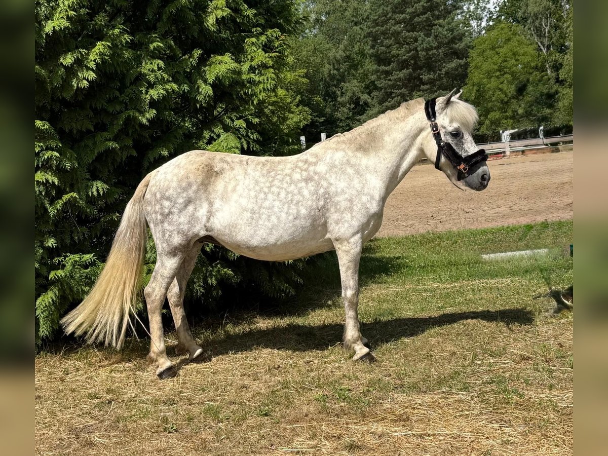 Islandpferd Stute 12 Jahre 138 cm Fliegenschimmel in Windhagen
