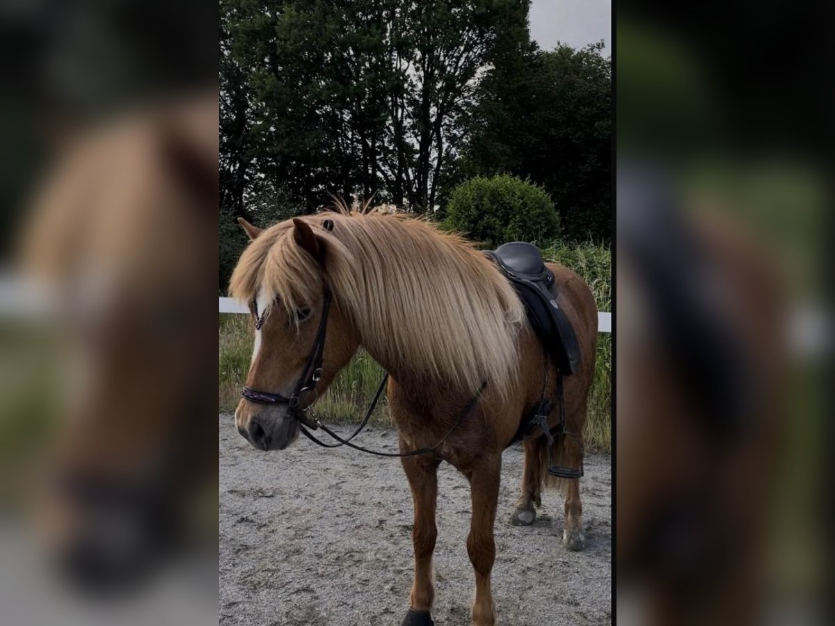 Islandpferd Stute 12 Jahre 139 cm Fuchs in Ehndorf