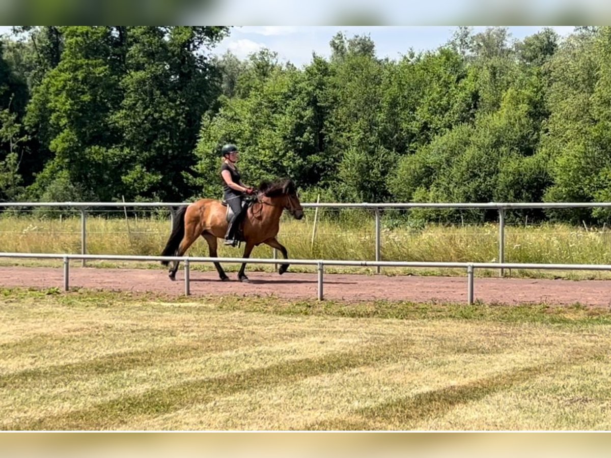 Islandpferd Stute 12 Jahre 140 cm Brauner in Soltau