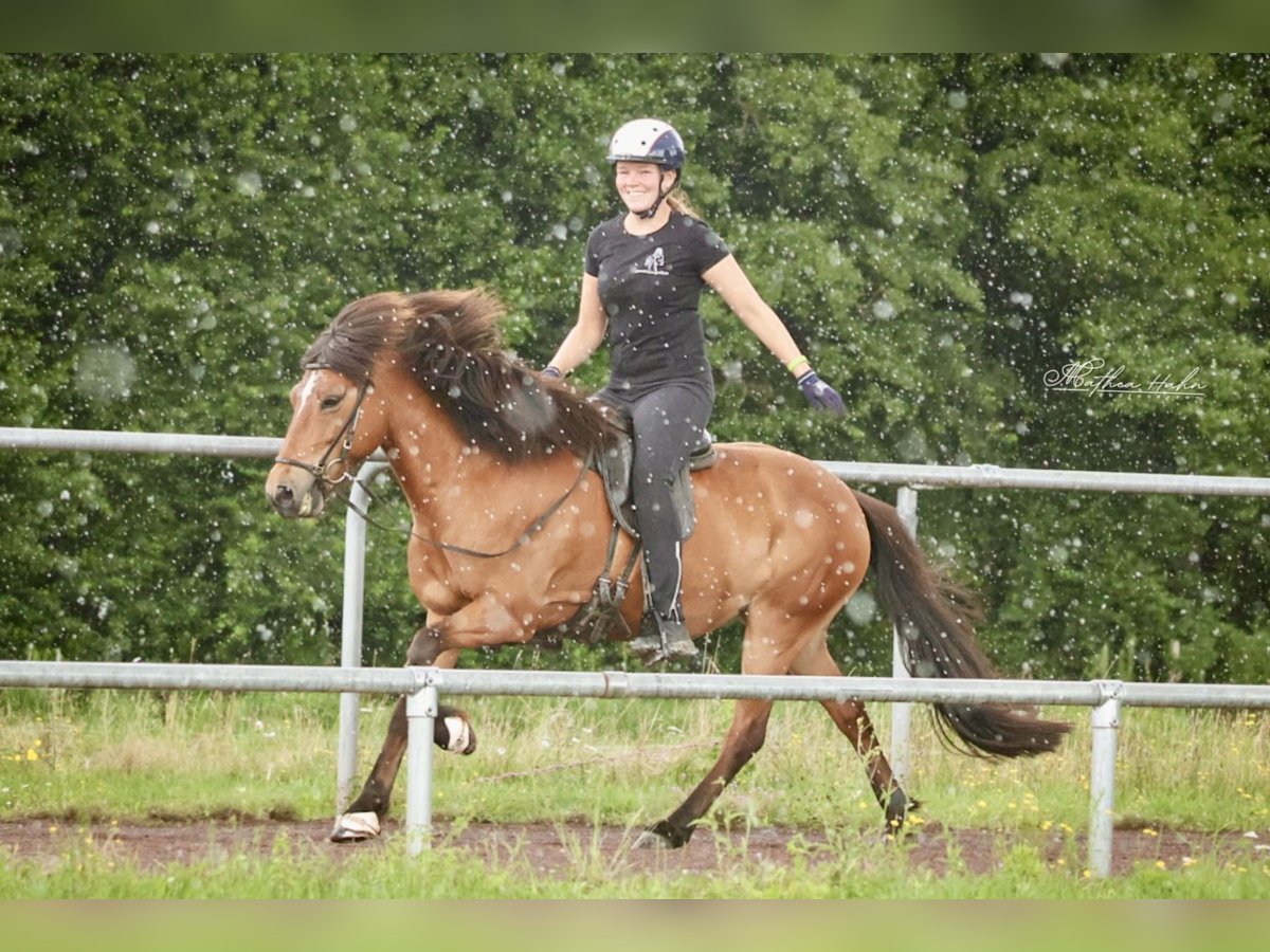 Islandpferd Stute 12 Jahre 140 cm Brauner in Soltau