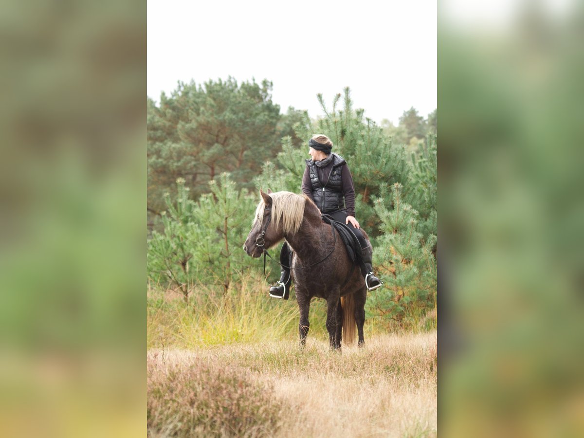 Islandpferd Stute 12 Jahre 141 cm in Ribbesbüttel