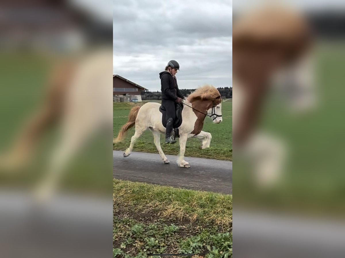 Islandpferd Stute 12 Jahre 142 cm Schecke in Rottweil