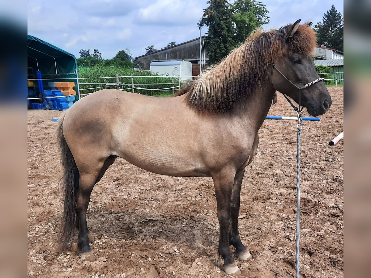 Islandpferd Stute 12 Jahre 143 cm Falbe in Otzberg-Habitzheim
