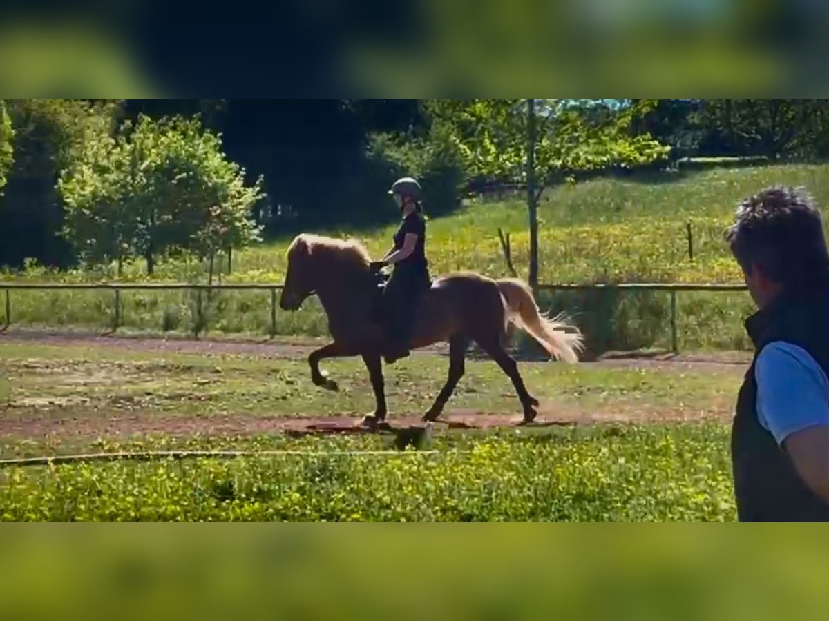 Islandpferd Stute 12 Jahre 144 cm Fuchs in Spiesen-Elversberg