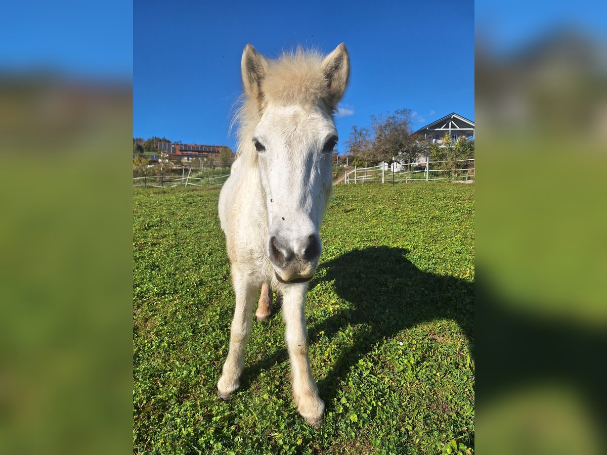 Islandpferd Stute 12 Jahre Schimmel in Weilheim