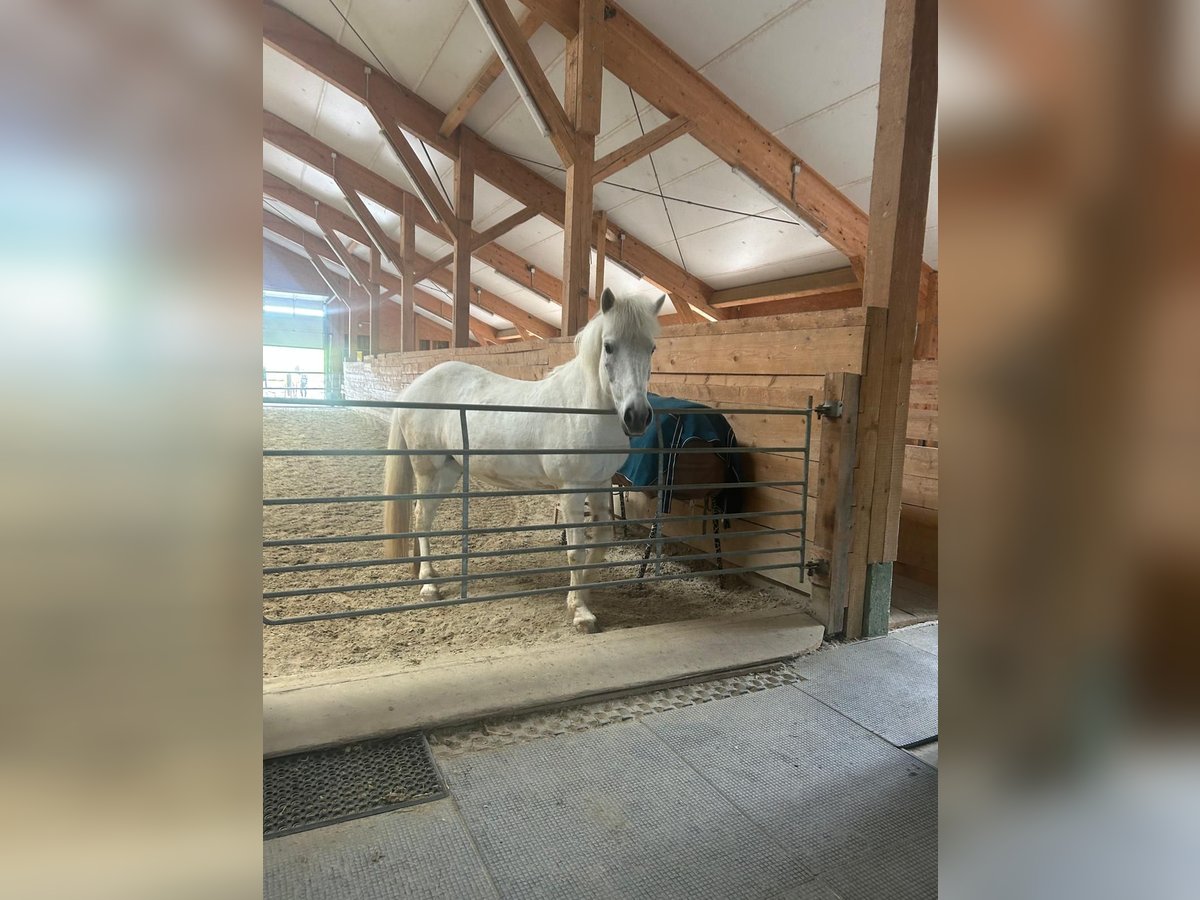 Islandpferd Stute 13 Jahre 137 cm Schimmel in Hallwang