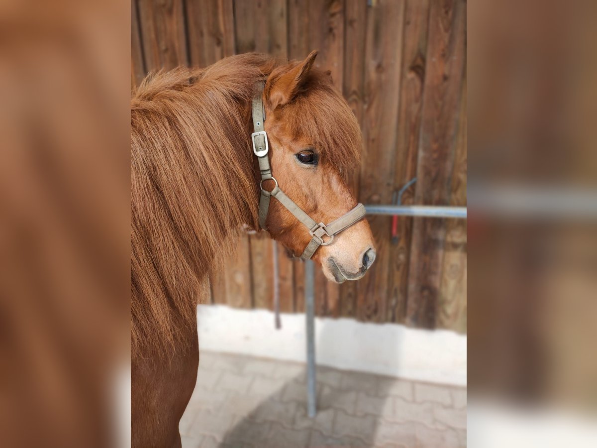 Islandpferd Stute 13 Jahre 138 cm Fuchs in Crailsheim