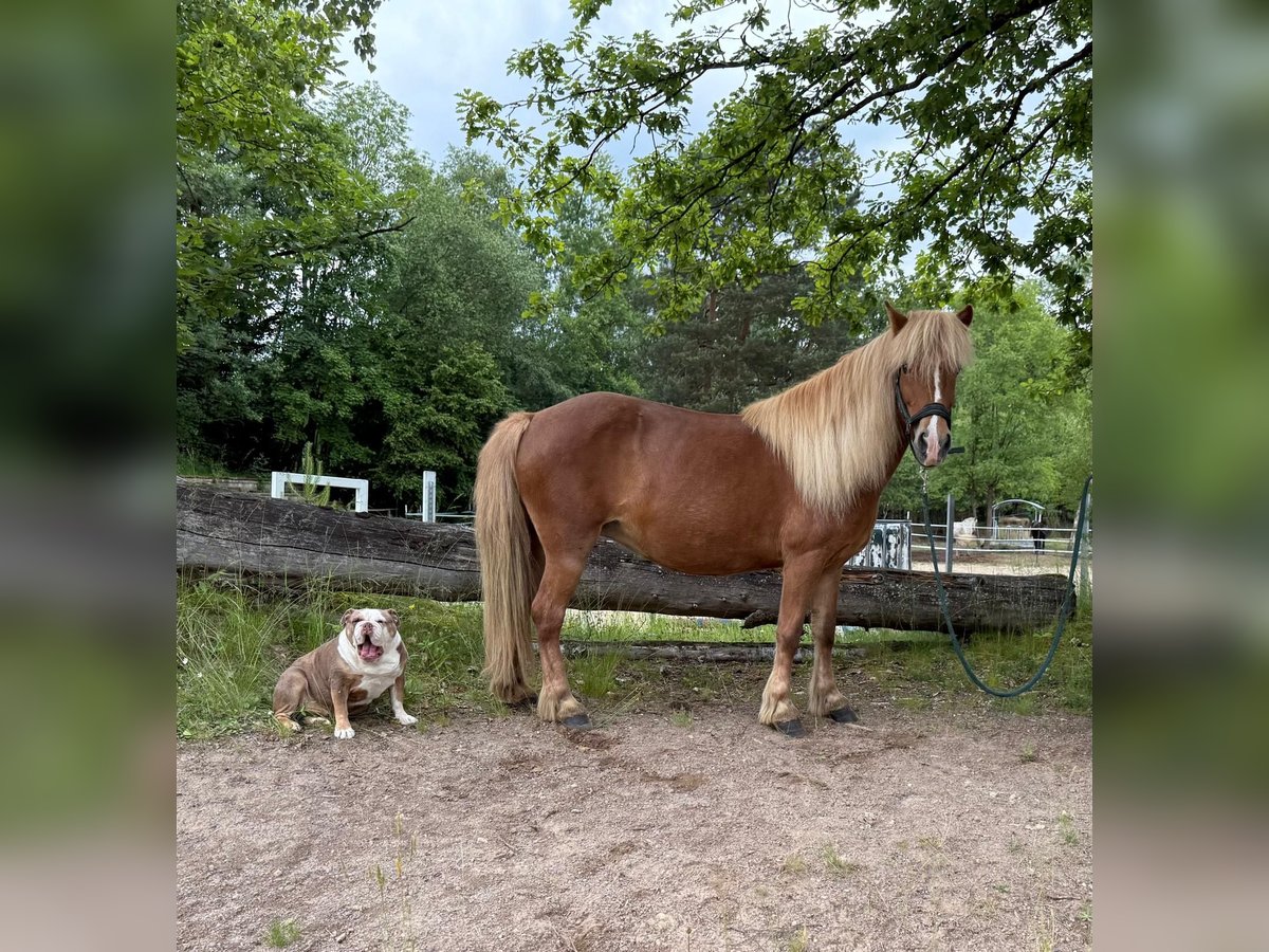 Islandpferd Stute 13 Jahre 138 cm Fuchs in Windhagen