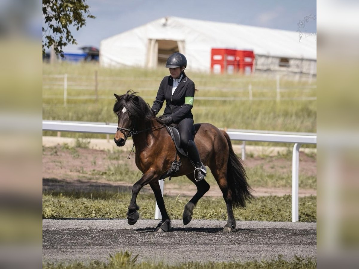 Islandpferd Stute 13 Jahre 138 cm in Bodenw&#xF6;hr