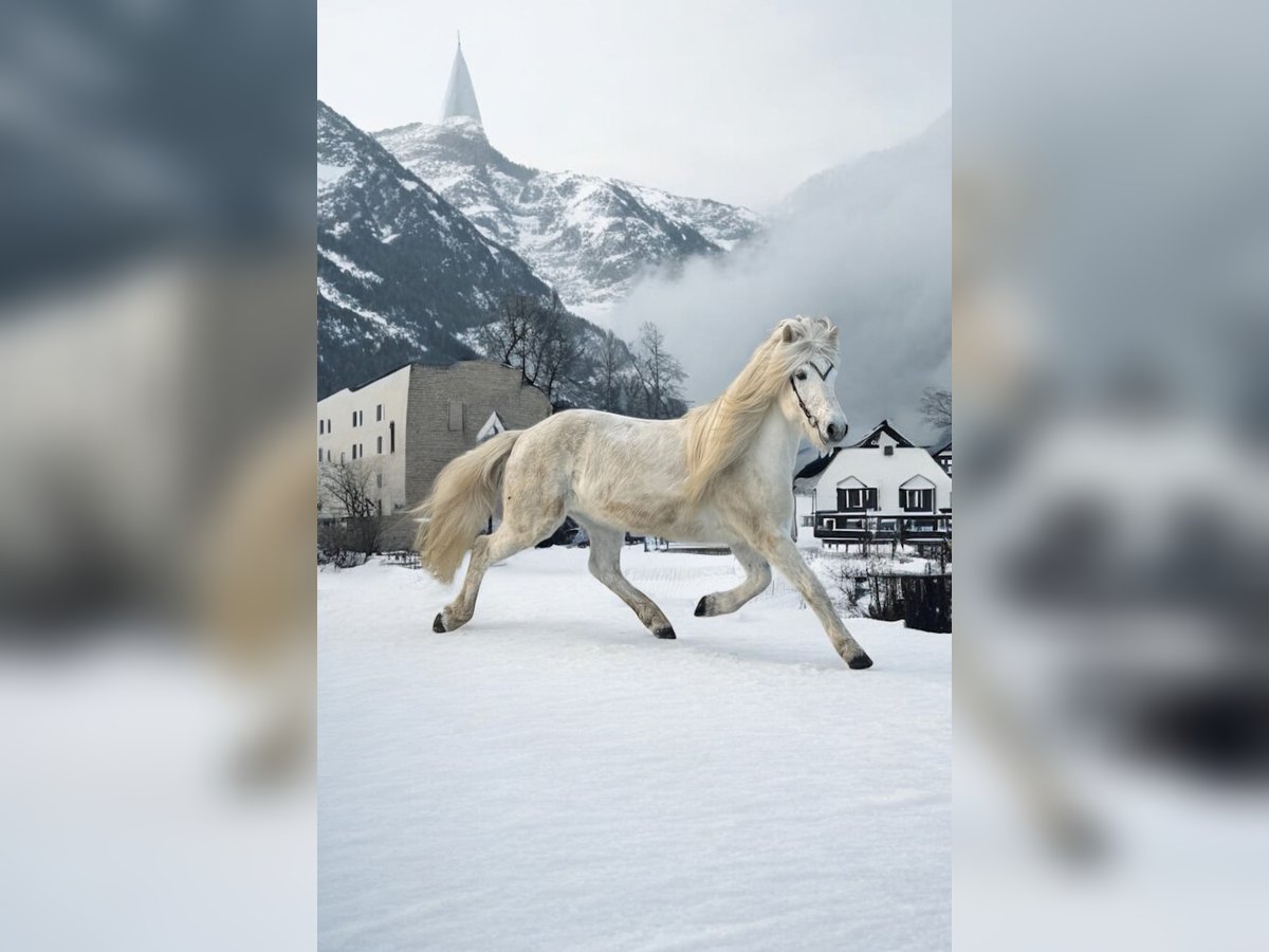 Islandpferd Stute 13 Jahre 140 cm Schimmel in Ratingen