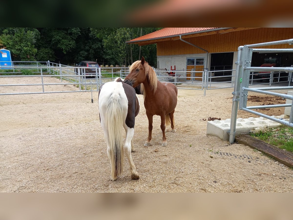 Islandpferd Stute 13 Jahre 142 cm Schecke in Freising