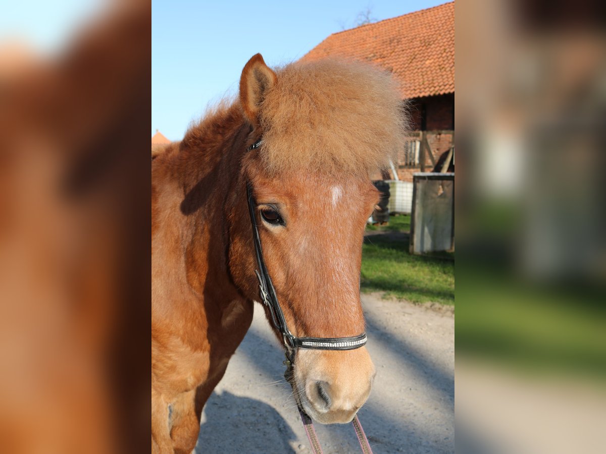 Islandpferd Stute 14 Jahre 133 cm Fuchs in Wennigsen