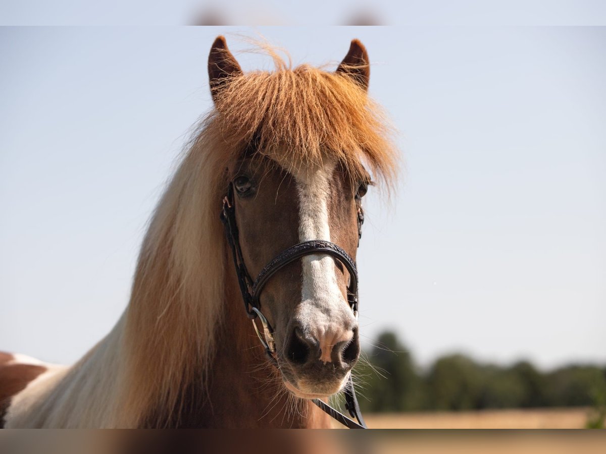 Islandpferd Stute 14 Jahre 135 cm Tobiano-alle-Farben in Gross Offenseth Aspern