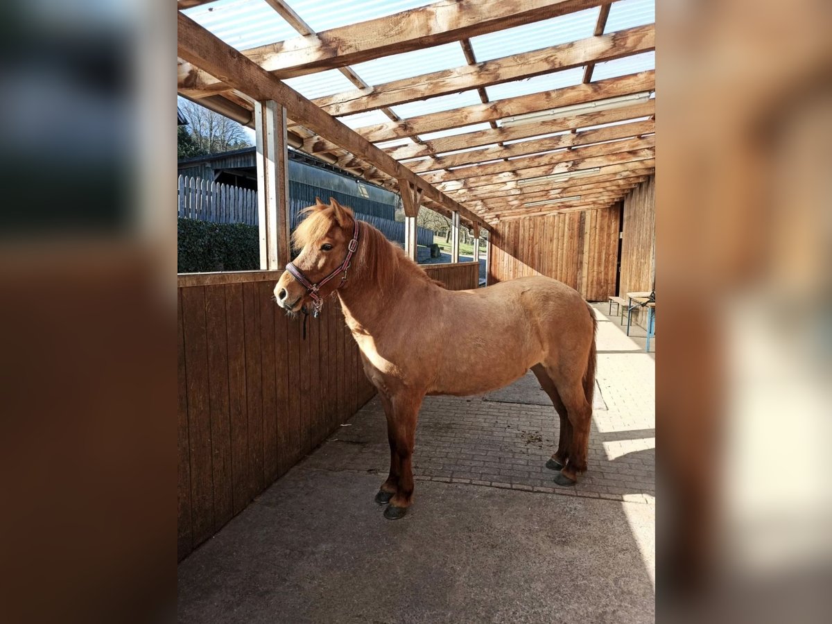 Islandpferd Stute 14 Jahre 136 cm Falbe in Malsch