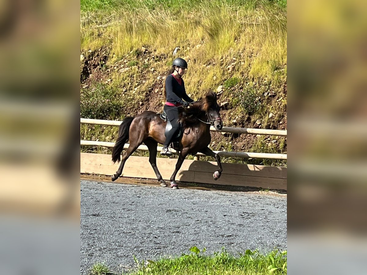 Islandpferd Stute 14 Jahre 136 cm Rappe in Steinau
