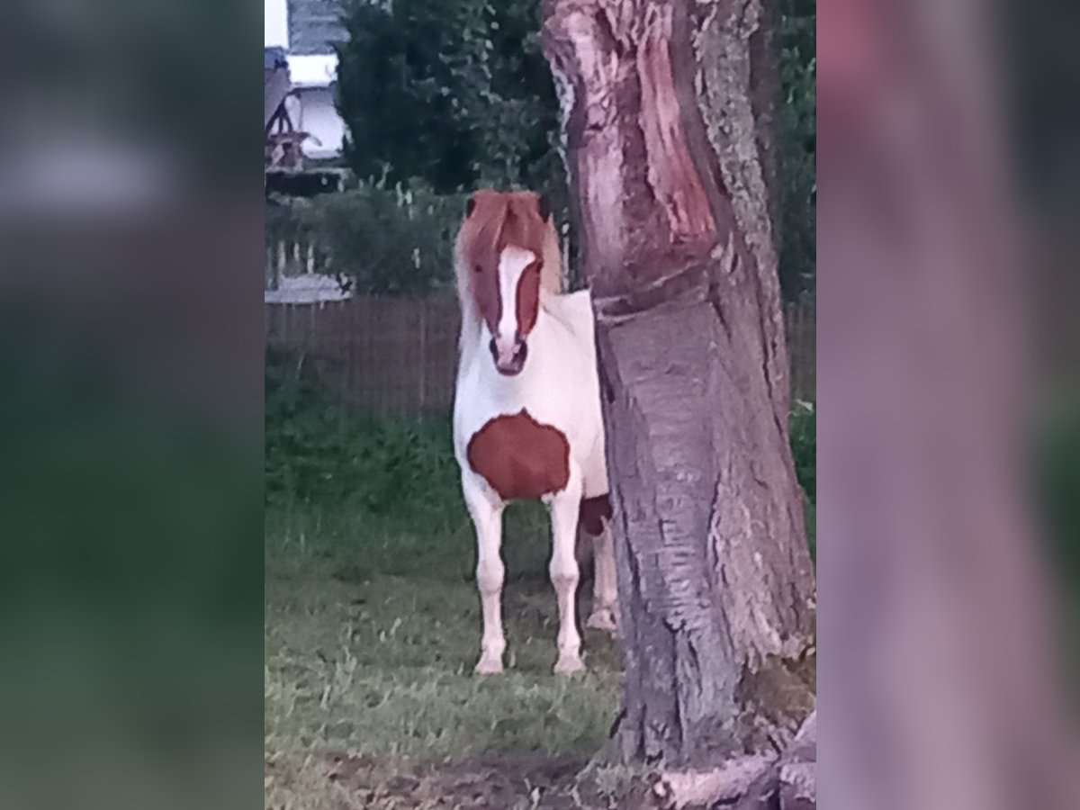 Islandpferd Stute 14 Jahre 136 cm Schecke in Breitscheid