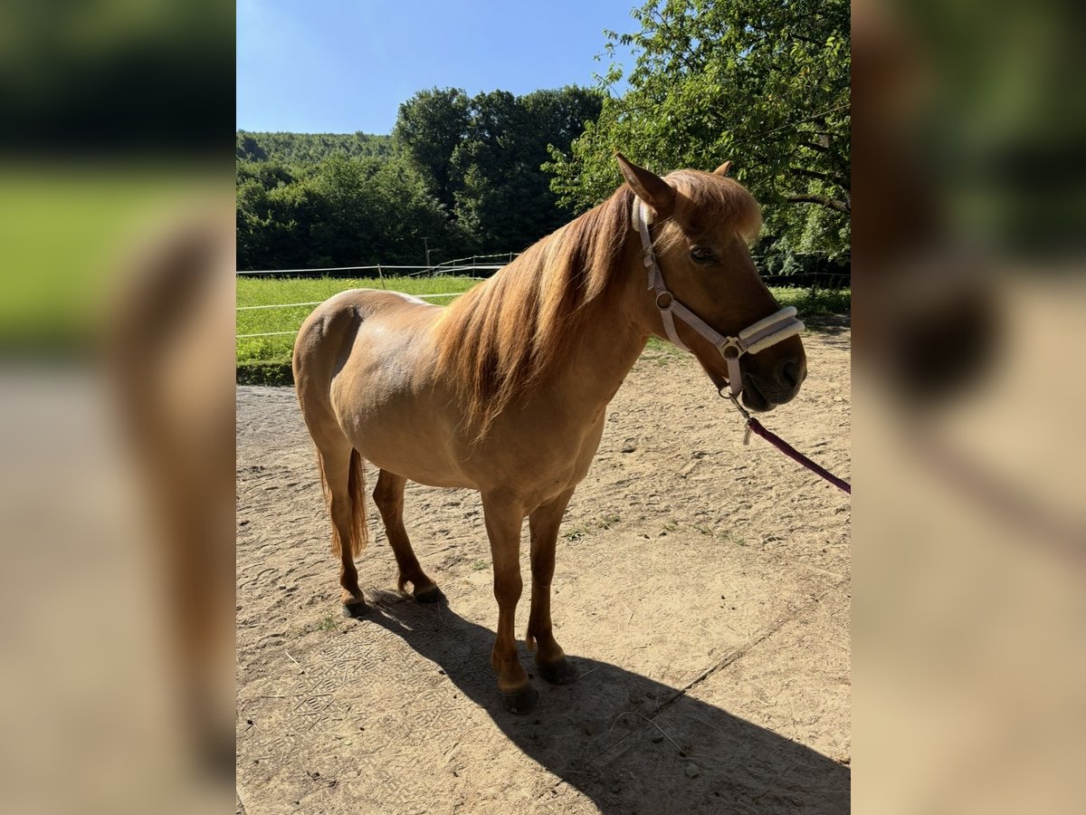 Islandpferd Stute 14 Jahre 138 cm Falbe in Malsch