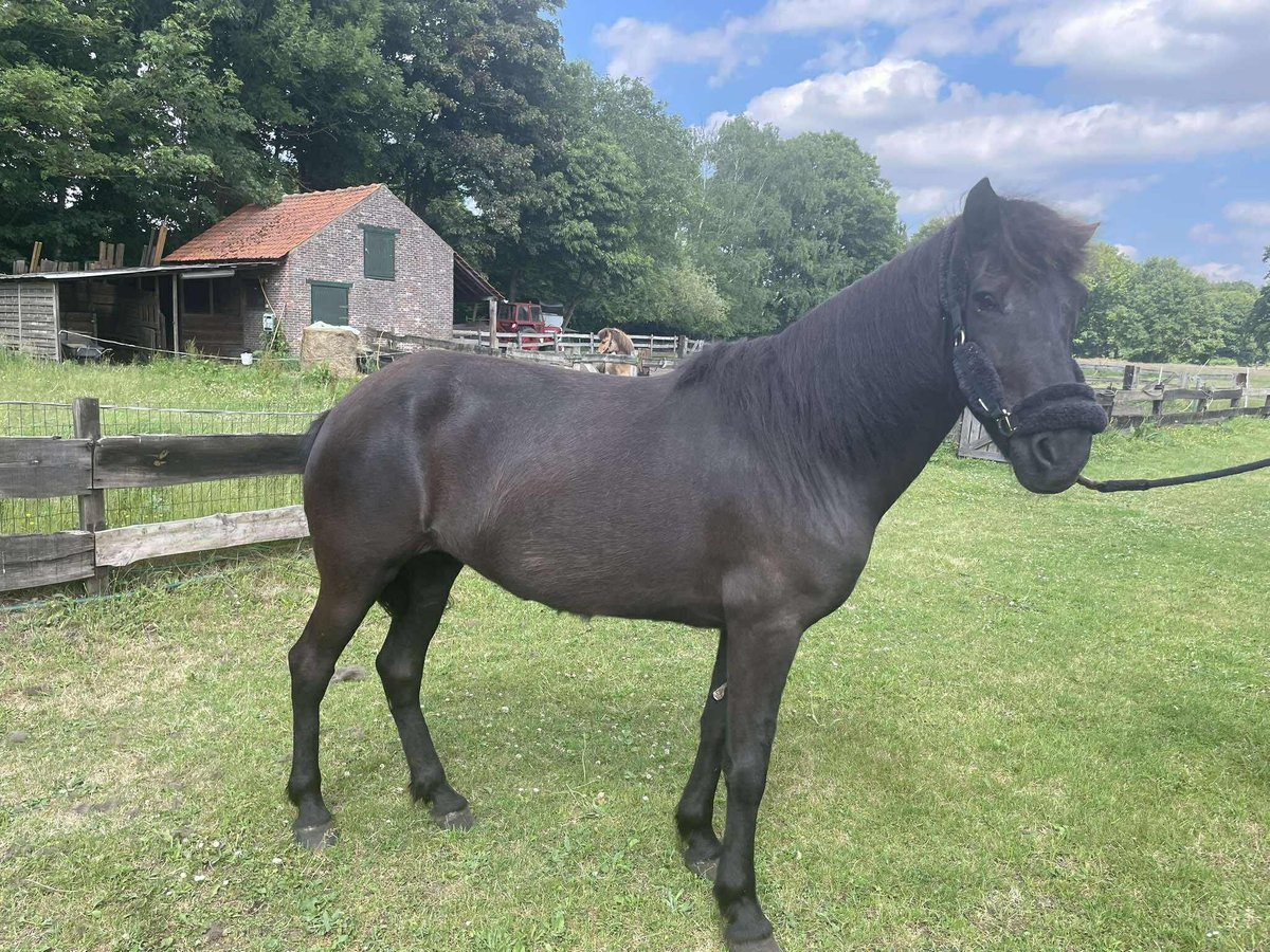 Islandpferd Stute 14 Jahre 138 cm in Westmalle