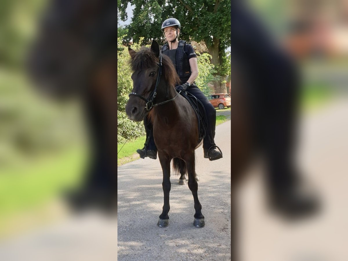 Islandpferd Stute 14 Jahre 140 cm Rappe in Petershagen
