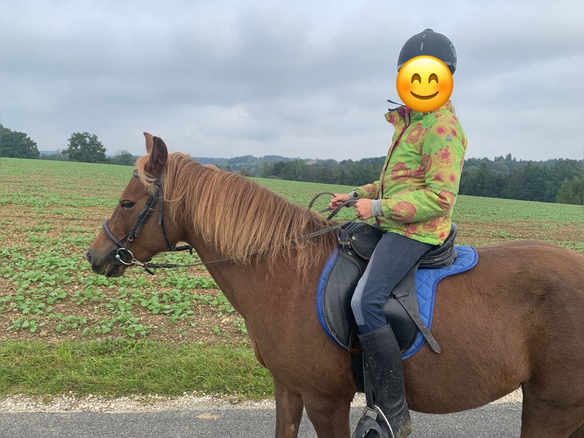 Islandpferd Mix Stute 14 Jahre 143 cm Fuchs in Vorchdorf