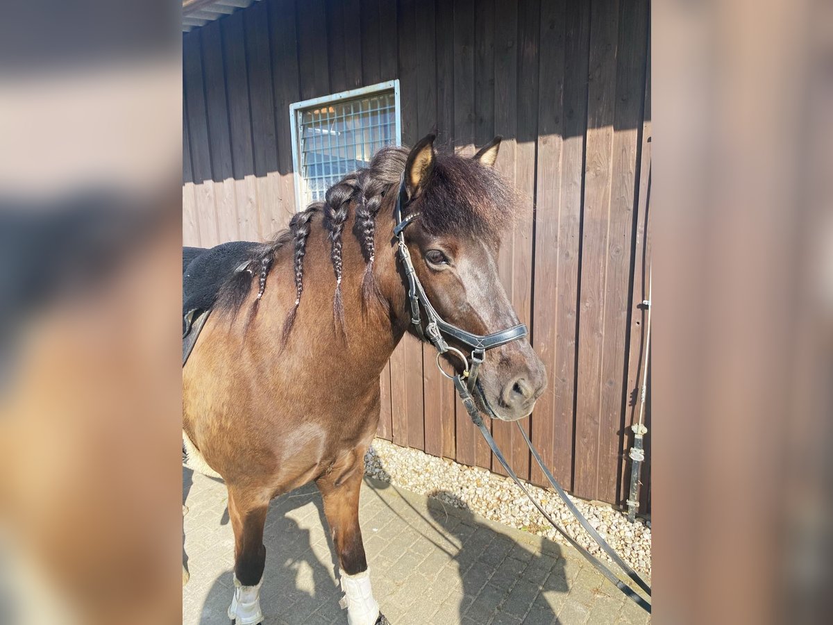 Islandpferd Stute 14 Jahre Dunkelbrauner in Graach