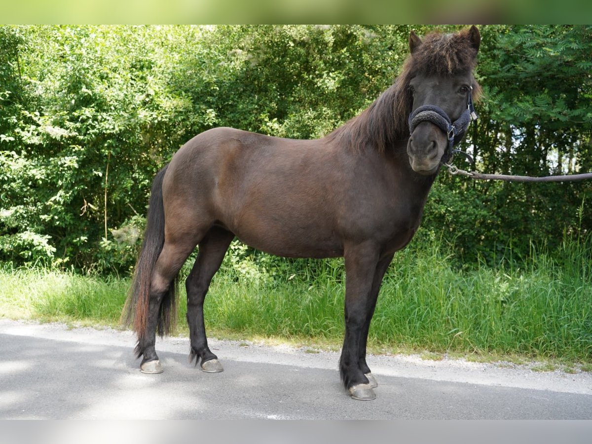 Islandpferd Stute 15 Jahre 133 cm Dunkelbrauner in Stuhr