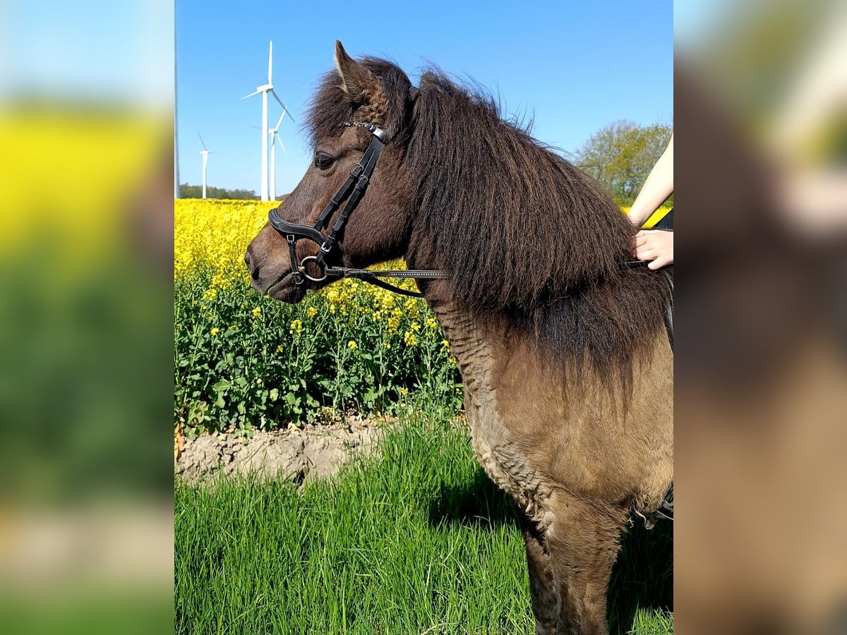 Islandpferd Stute 15 Jahre 135 cm Rappe in Nordholz