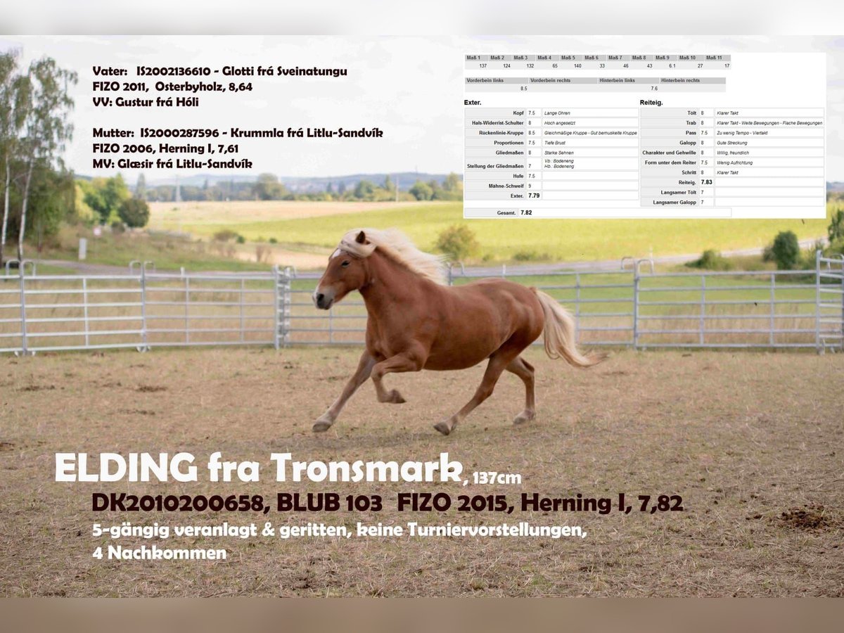 Islandpferd Stute 15 Jahre 136 cm Fuchs in Dintesheim