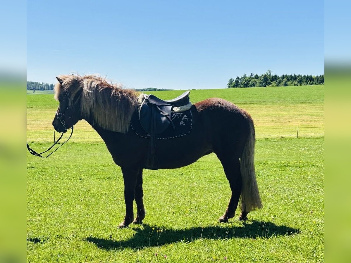 Islandpferd Stute 15 Jahre 137 cm Fuchs in Borod
