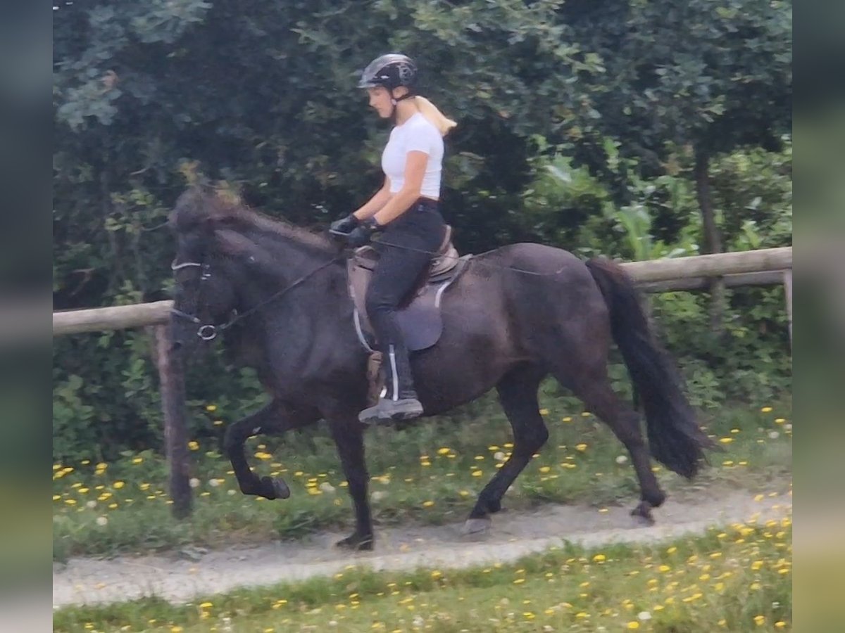 Islandpferd Stute 15 Jahre 139 cm Rappe in Lilienthal