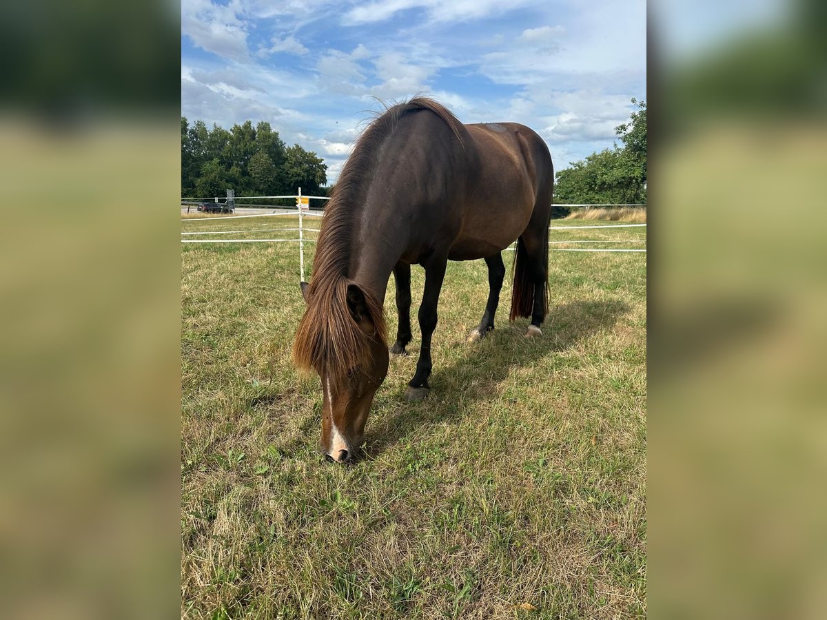 Islandpferd Stute 15 Jahre 140 cm Brauner in Wadern