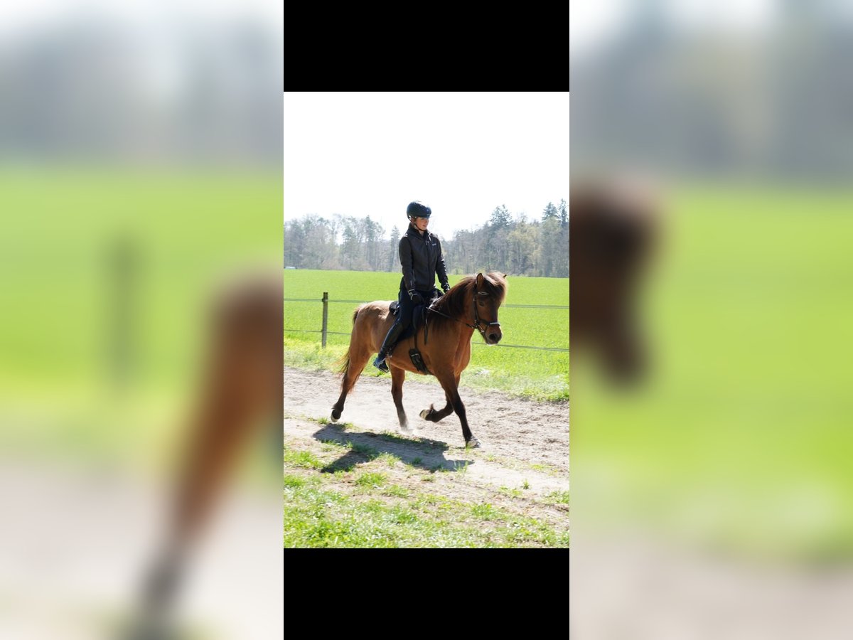 Islandpferd Stute 15 Jahre in D&#xF6;rflingen