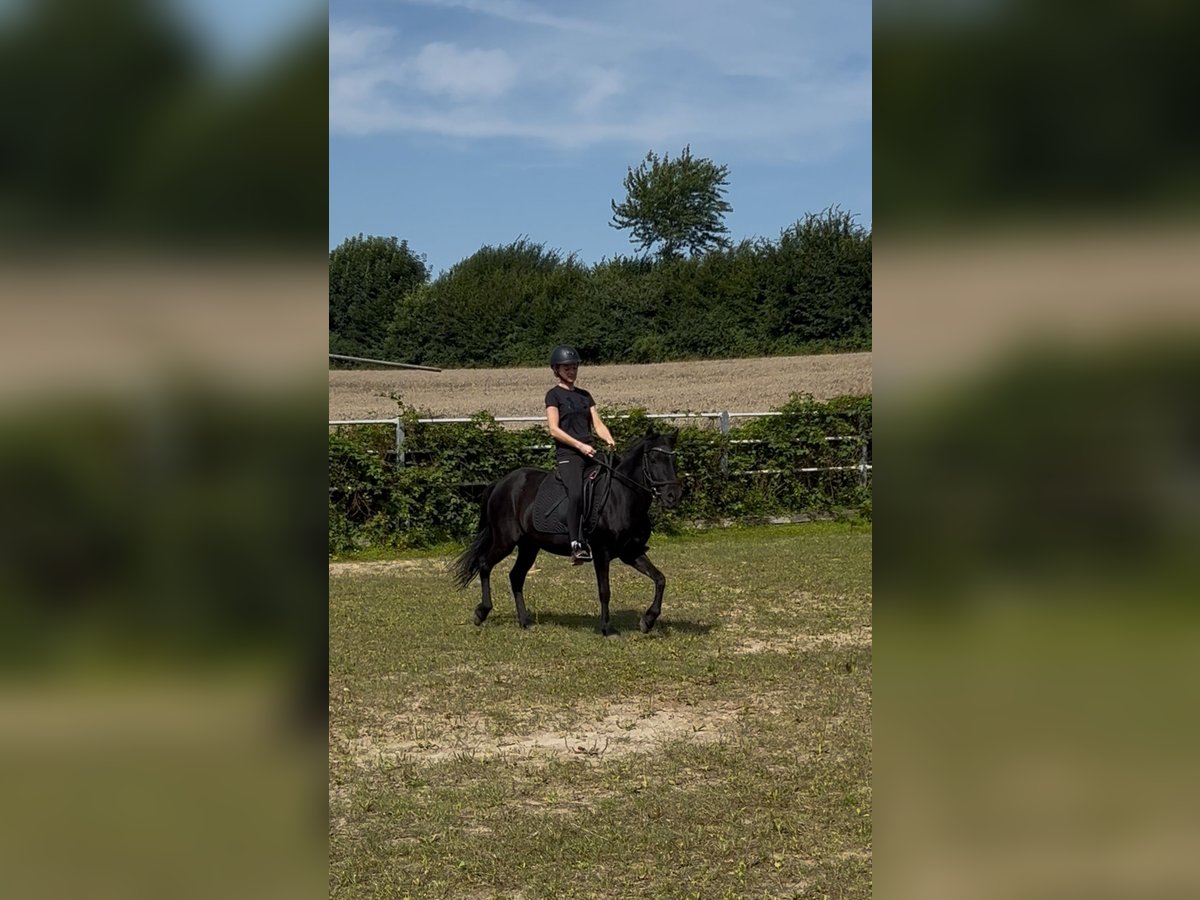 Islandpferd Stute 16 Jahre 131 cm Rappe in Kirchn&#xFC;chel