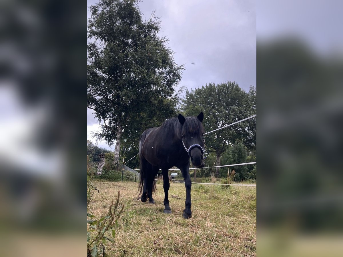 Islandpferd Stute 16 Jahre 136 cm Rappe in ScharbeutzScharbeutz