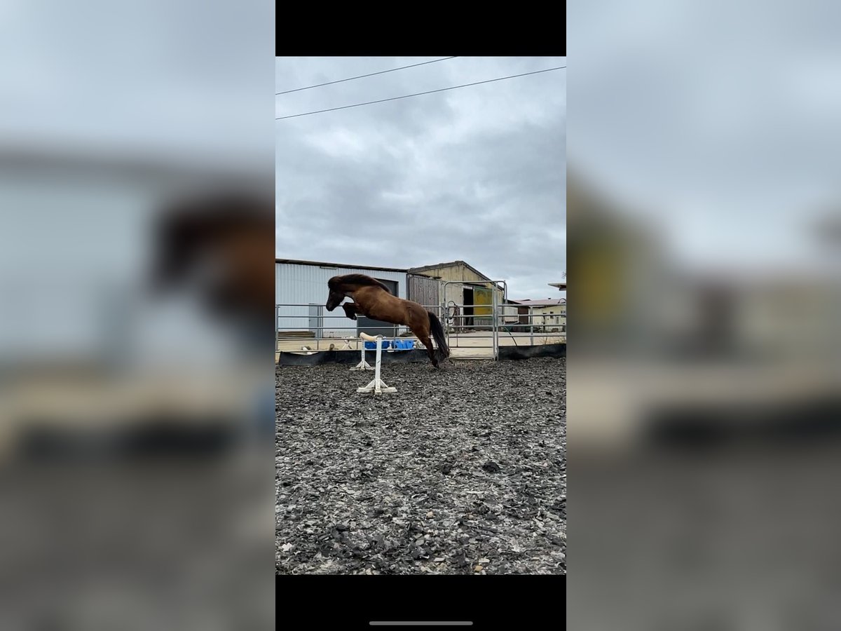 Islandpferd Stute 16 Jahre 136 cm Rappe in Rhens