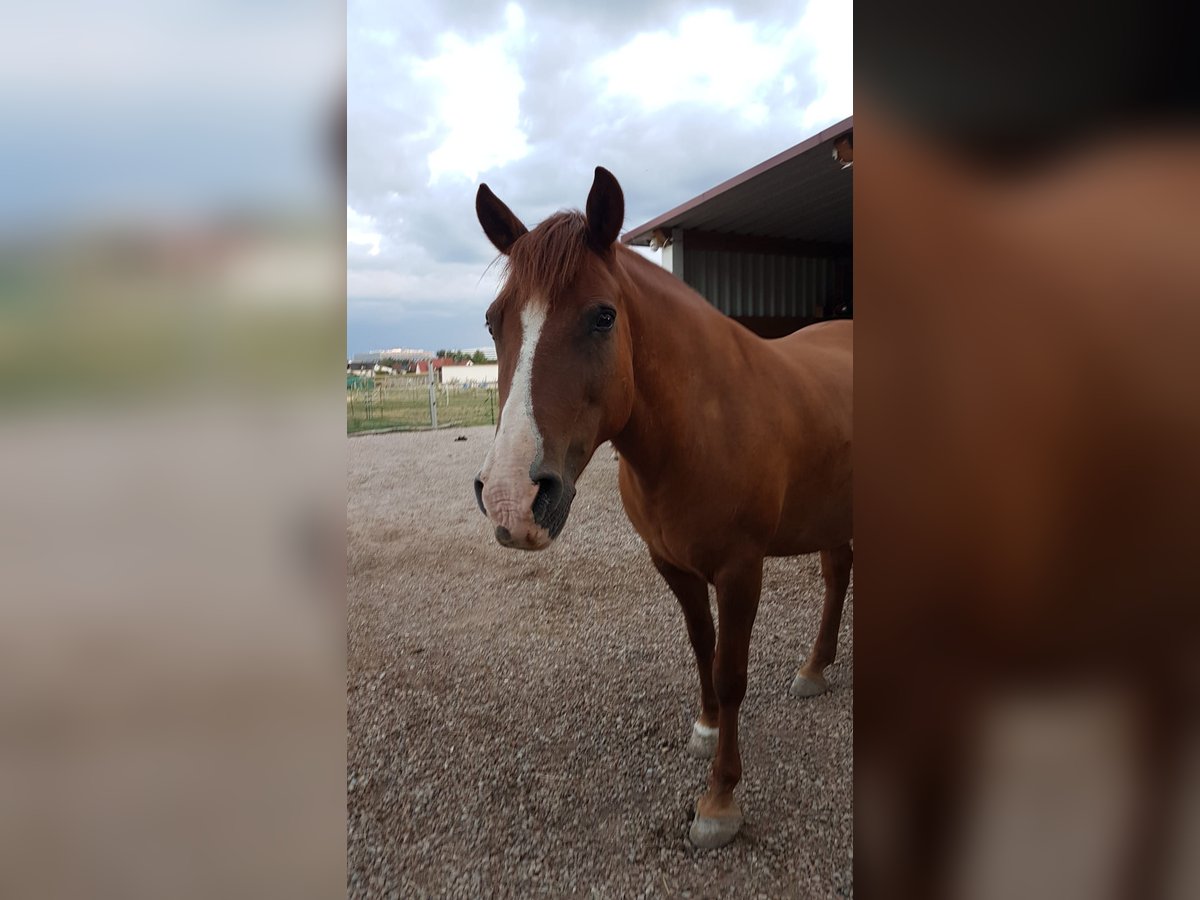 Islandpferd Mix Stute 16 Jahre 142 cm Fuchs in Herzogenaurach/Haundorf