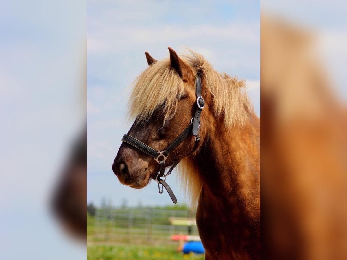 Islandpferd Stute 16 Jahre in Drolshagen