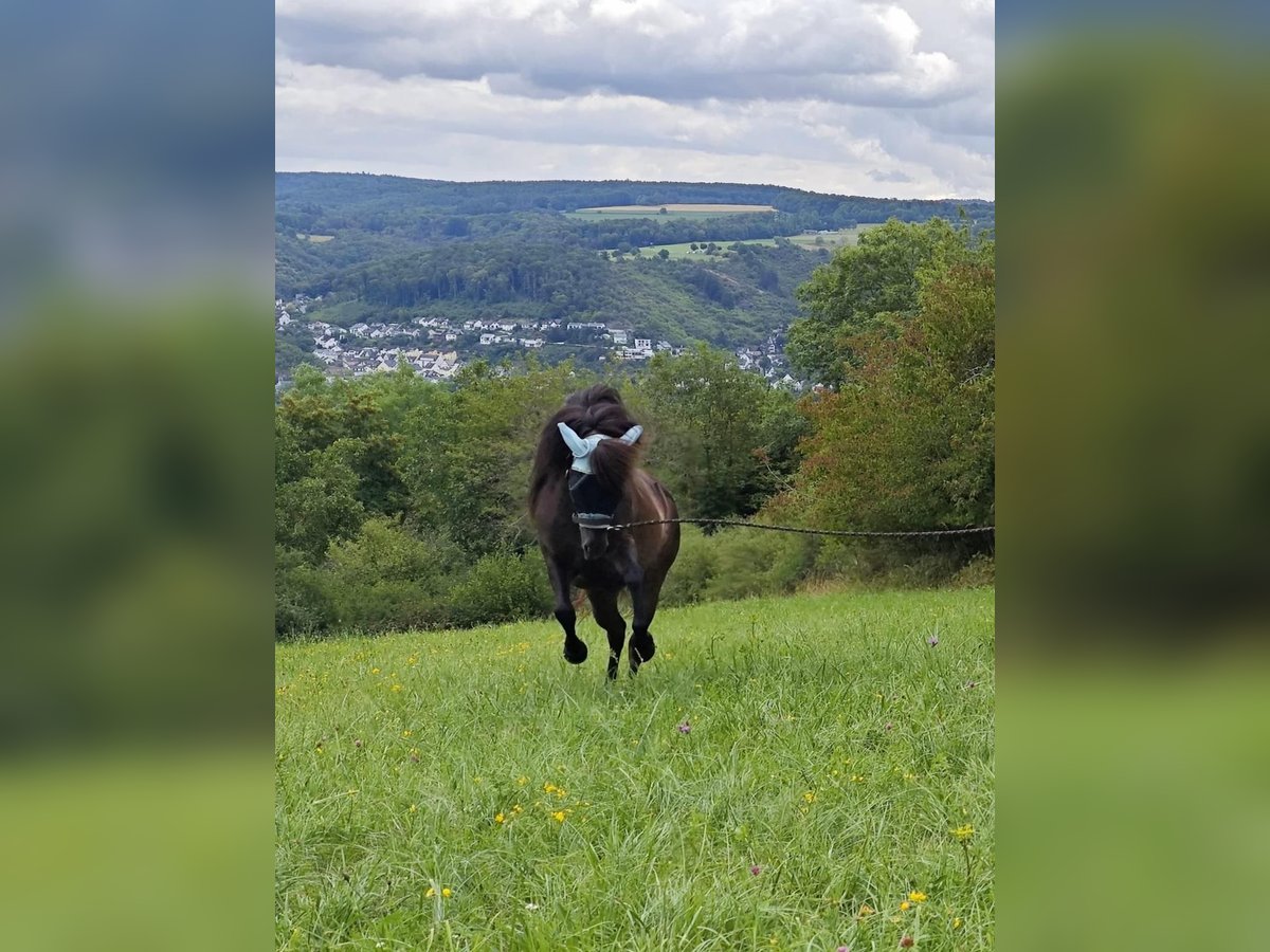 Islandpferd Stute 16 Jahre Rappe in Rhens