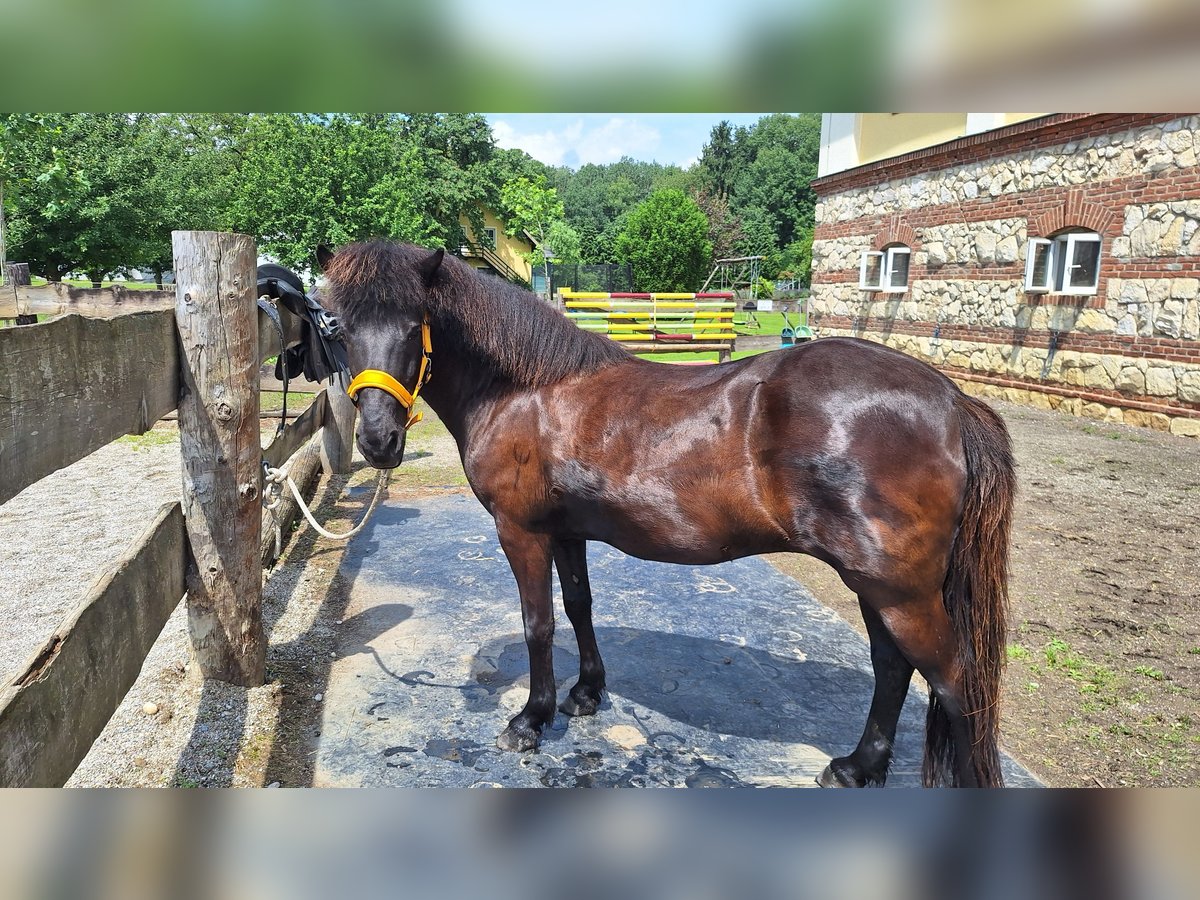 Islandpferd Stute 17 Jahre 135 cm Rappe in Wolfsberg